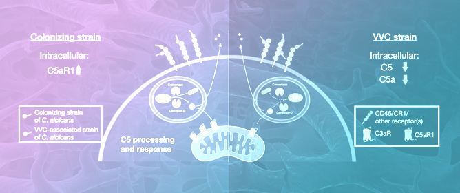 Vaginal Clinical Isolates of <em>Candida albicans</em> Differentially Modulate Complosome Activation in Vaginal Epithelial Cells