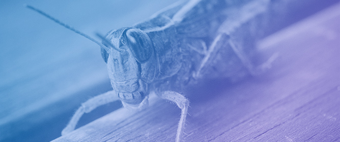 The Application of Earth Observation Data to Desert Locust Risk Management: A Literature Review