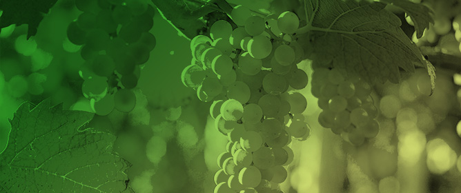 The Influence of Weather Conditions and Available Soil Water on <em>Vitis vinifera</em> L. Albillo Mayor in Ribera del Duero DO (Spain) and Potential Changes Under Climate Change: A Preliminary Analysis