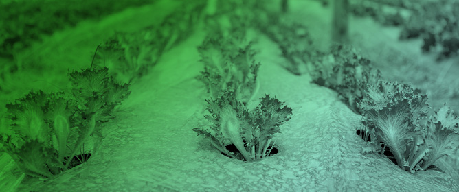 Employment of Biodegradable, Short-Life Mulching Film on High-Density Cropping Lettuce in a Mediterranean Environment: Potentials and Prospects