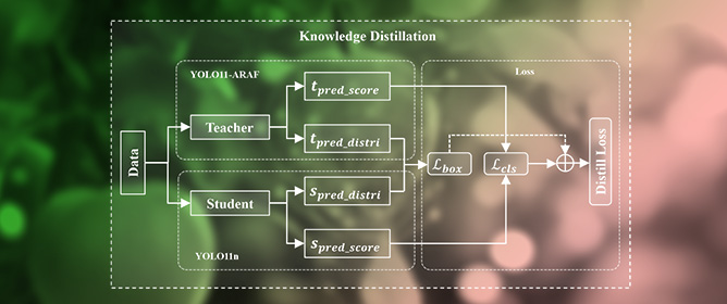 YOLO11-ARAF: An Accurate and Lightweight Method for Apple Detection in Real-World Complex Orchard Environments