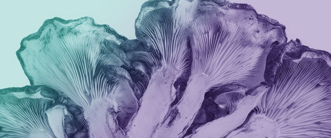Antioxidant and Anti-Inflammatory Properties of Mushroom-Based Food Additives and Food Fortified with Them&mdash;Current Status and Future Perspectives
