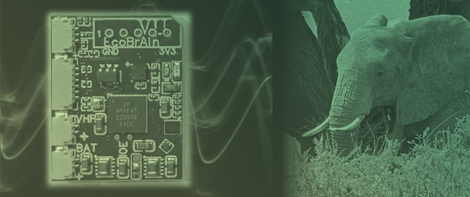 Animal-Borne Adaptive Acoustic Monitoring