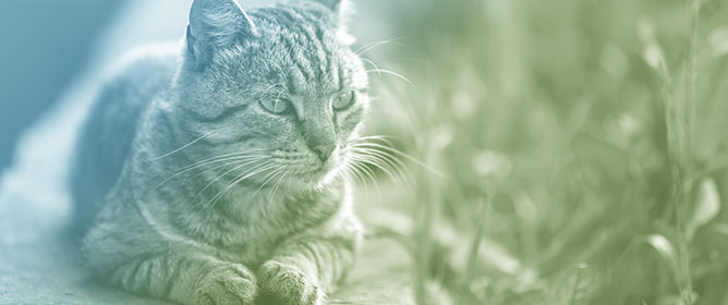 Effects of Metronidazole on the Fecal Microbiota, Fecal Metabolites, and Serum Metabolites of Healthy Adult Cats