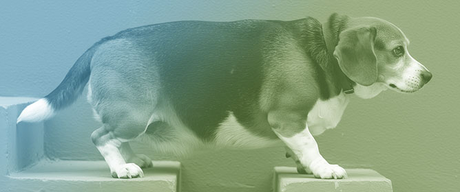 Canine Obesity: Contributing Factors and Body Condition Evaluation