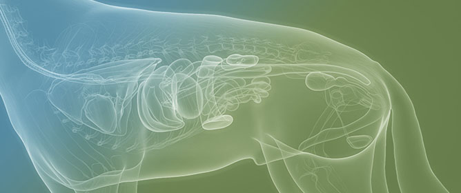 Altered iso- and oxo-Fecal Bile Acid Concentrations in Dogs with Chronic Enteropathy