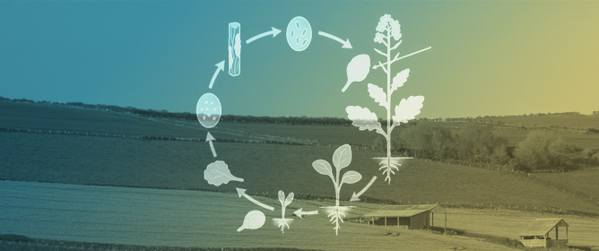 Integrated Management Strategies for Blackleg Disease of Canola Amidst Climate Change Challenges
