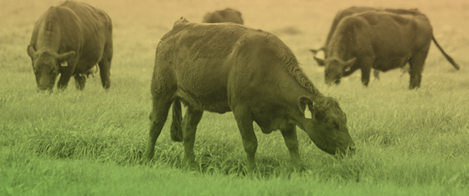 The Effects of Endophyte-Infected Tall Fescue on the Production and Reproductive Performance Parameters of Beef Cattle and Calves