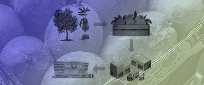 Flexible Visible Spectral Sensing for Chilling Injuries in Mango Storage
