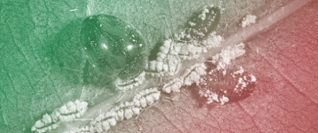 The Potential of Beneficial Microbes for Sustainable Alternative Approaches to Control Phytopathogenic Diseases