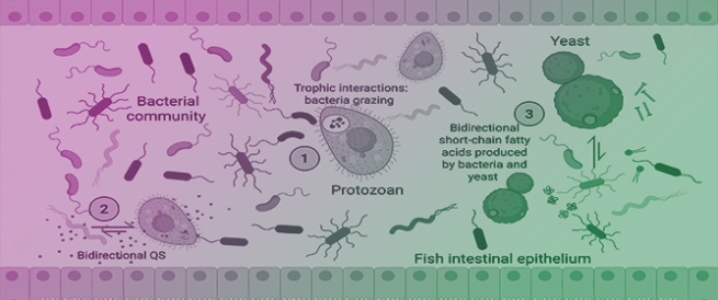 Intestinal Microeukaryotes in Fish: A Concise Review of an Underexplored Component of the Microbiota