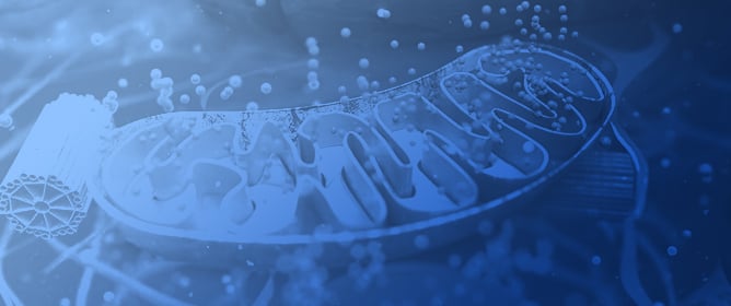 Mitochondria in Kidney Disease Progression