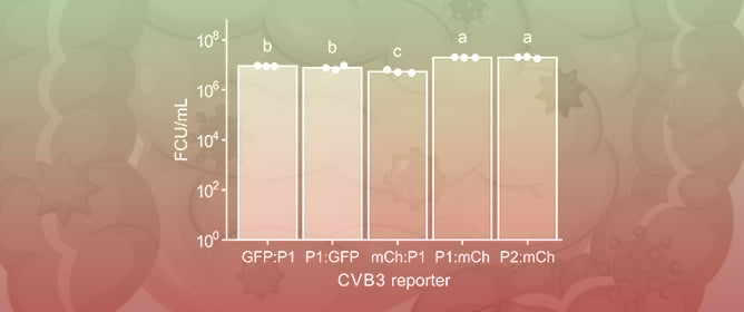 A Fluorescent Reporter Virus Toolkit for Interrogating Enterovirus Biology and Host Interactions