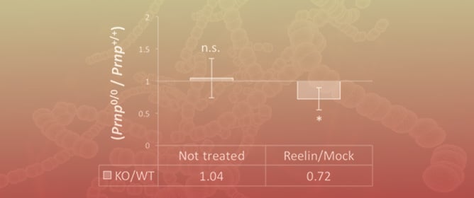 The Role of Prion Protein in Reelin/Dab1 Signaling: Implications for Neurodegeneration