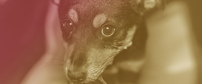 Canine Leptospirosis in Flood-Affected Areas of Southern Brazil: Molecular Assessment and Public Health Implications