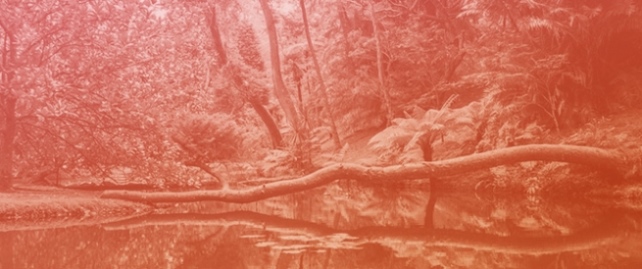 Commodities from Amazon Biome: A Guide to Choosing Sustainable Paths
