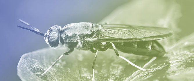 Investigating Black Soldier Fly Larval (<em>Hermetia illucens</em>) Frass Applications as a Partial Peat Replacement and Liquid Fertilizer in Brassicaceae Crop Production