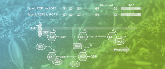 ROP Signaling in Plant Seed Germination Under Abiotic Stress