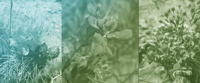 Vibrations from Wind Turbines Increased Self-Pollination of Native Forbs, and White Bases Attracted Pollinators: Evidence Along a 28 km Gradient in a Natural Area