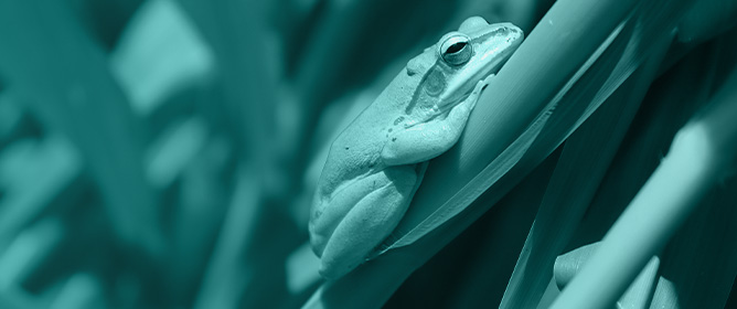 Predator and Habitat Drivers of Spring-Breeding Amphibian Larval Dynamics in a Remnant Tupelo-Cypress Wetland