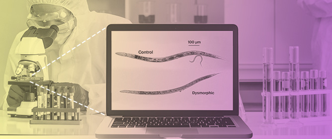 Developmental Exposures to Three Mammalian Teratogens Produce Dysmorphic Phenotypes in Adult <em>Caenorhabditis elegans</em>