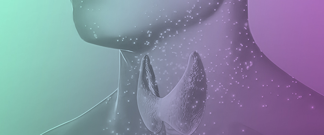New QSAR Models to Predict Human Transthyretin Disruption by Per- and Polyfluoroalkyl Substances (PFAS): Development and Application