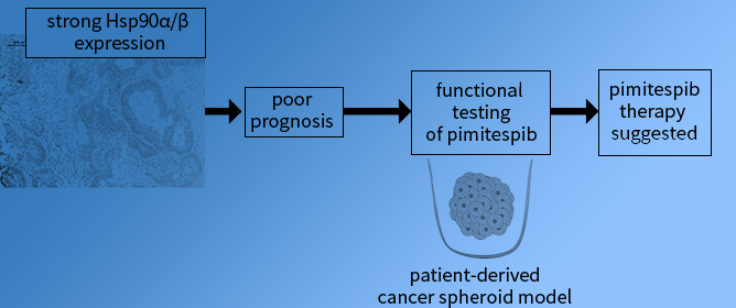 New Stratification Platform for Hsp90&alpha;/&beta; Therapy