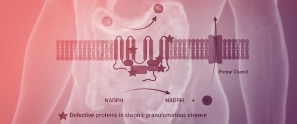 Advances in Understanding Intestinal Homeostasis: Lessons from Inflammatory Bowel Disease and Monogenic Intestinal Disorder Pathogenesis