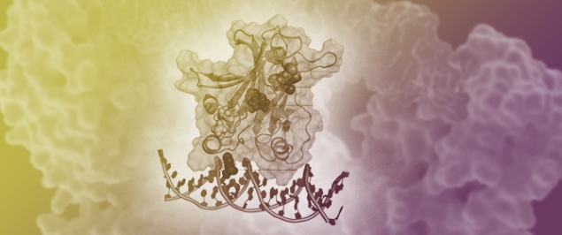 Network Theory Analysis of Allosteric Drug-Rescue Mechanisms in the Tumor Suppressor Protein p53 Y220C Mutant