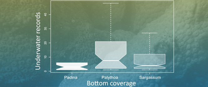 Environmental Analysis for the Implementation of Underwater Paths on Sepultura Beach, Southern Brazil: The Case of <em>Palythoa caribaeorum</em> Bleaching Events at the Global Southern Limit of Species Distribution