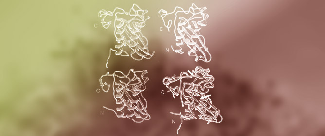 Entomopathogenic Nematodes Modulate the Insect Immune System via Sterol-Binding Proteins