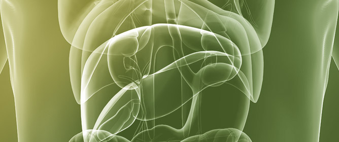In Vitro Model of Gut&ndash;Liver&ndash;Adipose Axis to Assess Anti-Obesity Effects of a Probiotic&ndash;Polycosanol Mix