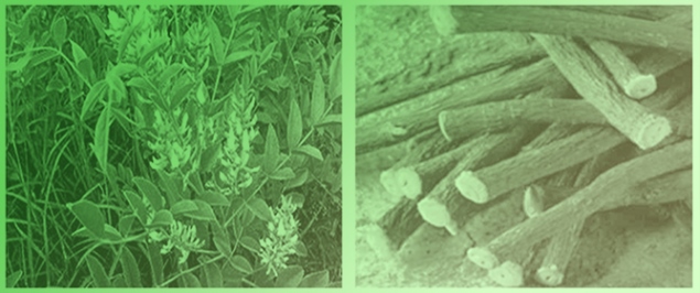 Recovery of Vegetable Fibers from Licorice Processing Waste and a Case Study for Their Use in Green Building Products