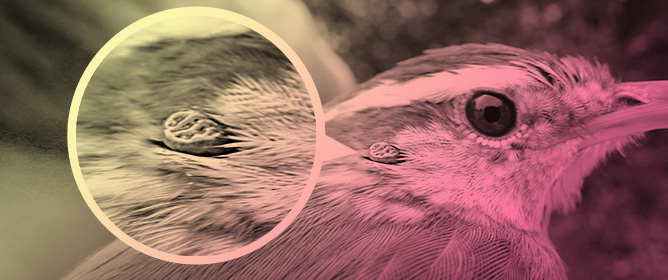 Rickettsia and Ehrlichia of Veterinary and Public Health Importance in Ticks Collected from Birds in the Great Plains of the United States