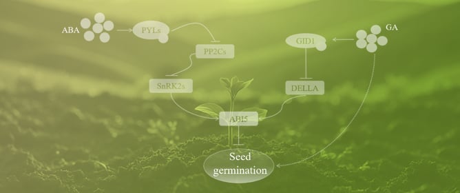 Key Regulators of Seed Germination: Kinases and Phosphatases