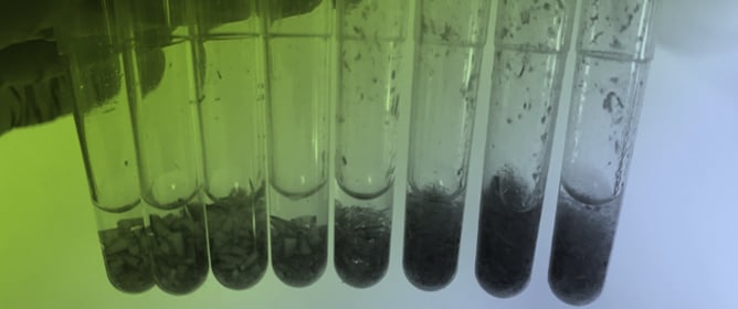 To Clamp or Not to Clamp: Enhancing Seed Endophyte Metabarcoding Success