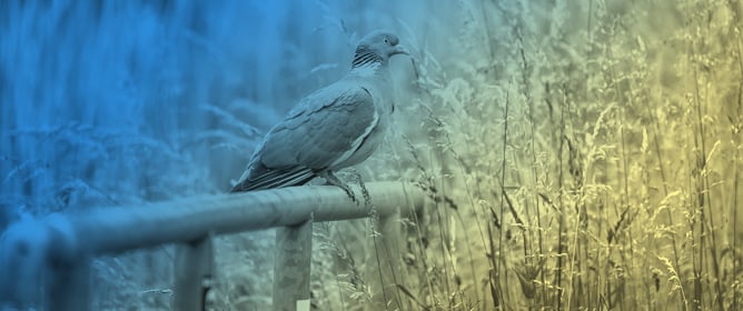 Worth the Effort? Rehabilitation Causes, Outcomes and Post-Release Survival of Urban Wild Bird Admissions