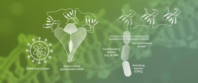 Sherpabodies&mdash;A Promising New Scaffold for Targeting of Biologics
