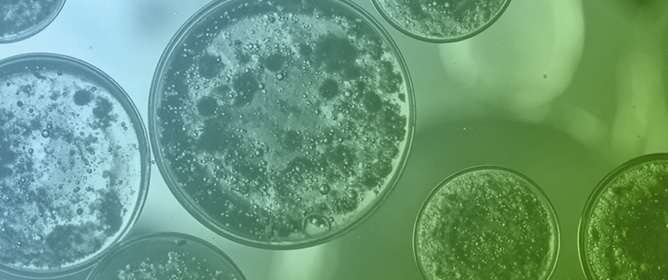Upcycling Microalgal Residues: Physicochemical Insights and Biocomposite Enhancement