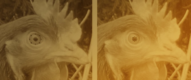 Assessment of Pupillometry Across Different Commercial Systems of Laying Hens to Validate Its Potential as an Objective Indicator of Welfare