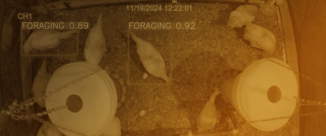 Automatic Detection of Foraging Hens in a Cage-Free Environment with Computer Vision Technology