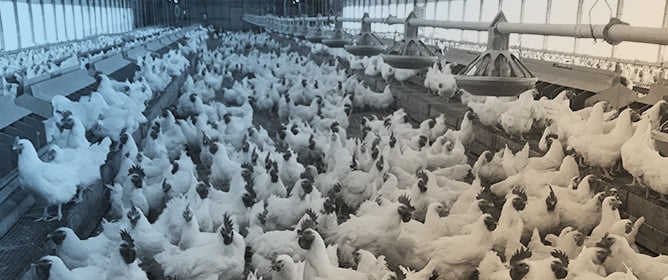 Automatic Identification of Male and Female Chickens with Machine Vision