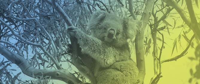 Preliminary Evidence of Chlamydiosis in Koalas of Greater Geelong, Victoria