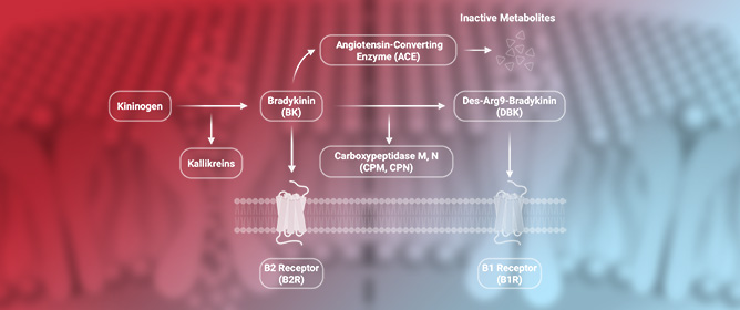 Bradykinin Receptors in Metabolic Disorders: A Comprehensive Review