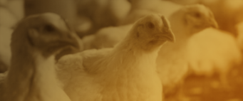 The Expression of Social Behaviors in Broiler Chickens Grown in Either Conventional or Environmentally Modified Houses During the Summer Season