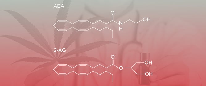 Experimental and Pre-Analytical Considerations of Endocannabinoid Quantification in Human Biofluids Prior to Mass Spectrometric Analysis