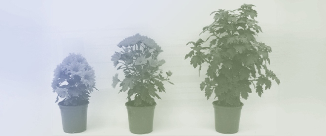 Multiple Signals Can Be Integrated into Pathways of Blue-Light-Mediated Floral Transition: Possible Explanations on Diverse Flowering Responses to Blue Light Manipulation