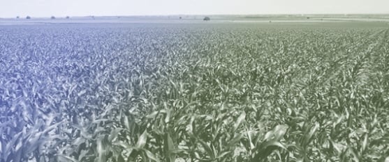Fusion of Sentinel-2 Phenology Metrics and Saturation-Resistant Vegetation Indices for Improved Correlation with Maize Yield Maps