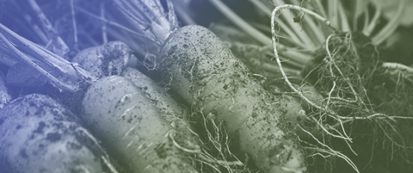 Effect of Farming System and Irrigation on Nutrient Content and Health-Promoting Properties of Carrot Roots