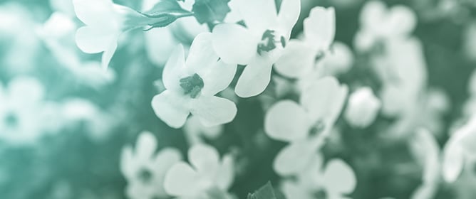<em>Bacopa monnieri</em>: Preclinical and Clinical Evidence of Neuroactive Effects, Safety of Use and the Search for Improved Bioavailability